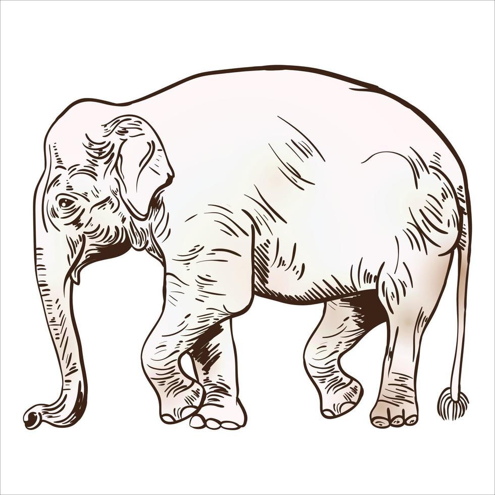 vector illustration of engraving elephant on white background