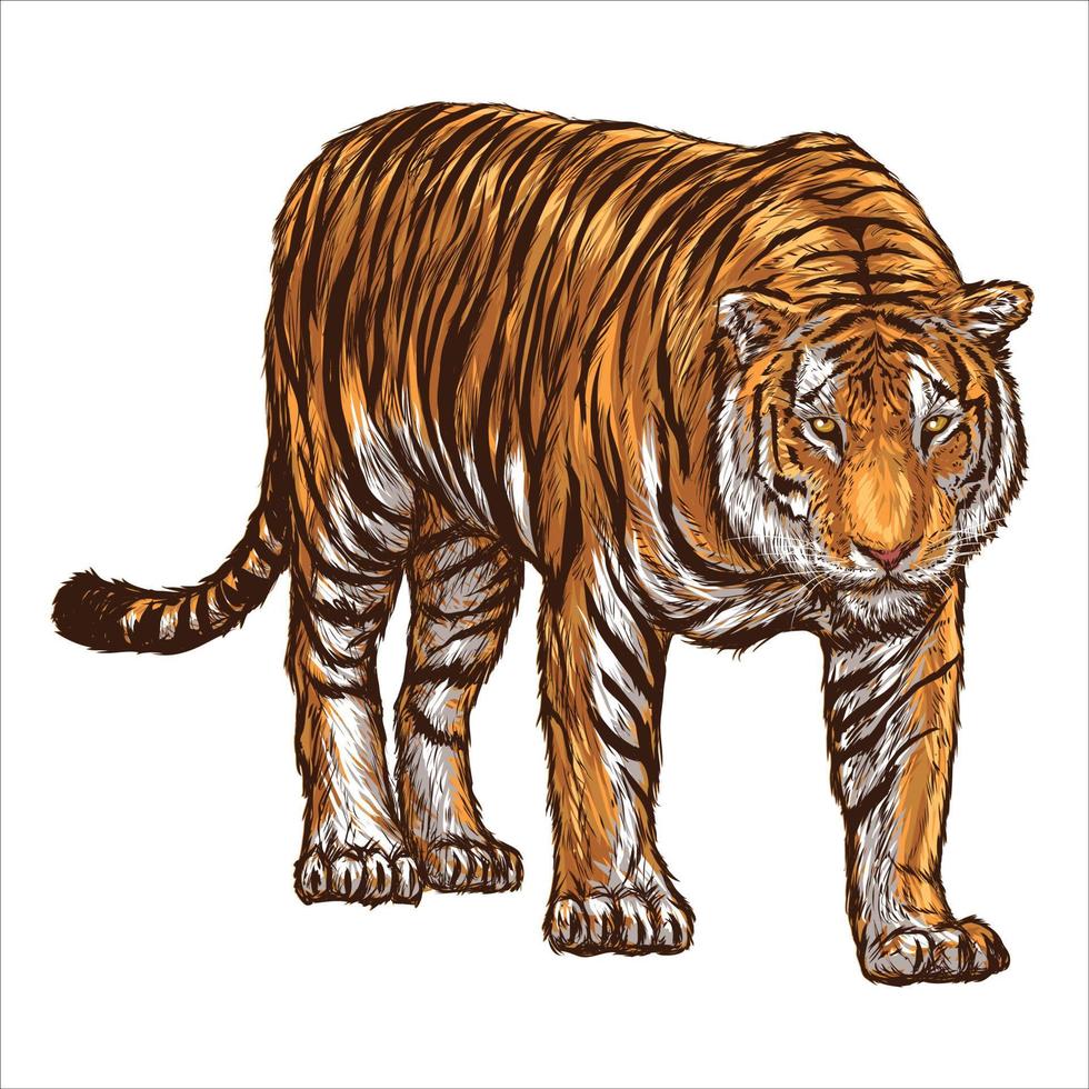 realistic Amur tigers. The tiger stands, lies, walks, hunts. Animals of Asia. Panthera tigris. Big cats. Predatory mammals, an extinct animal vector