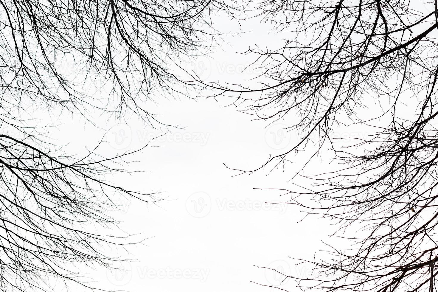 Tree branches without leaves against the sky photo
