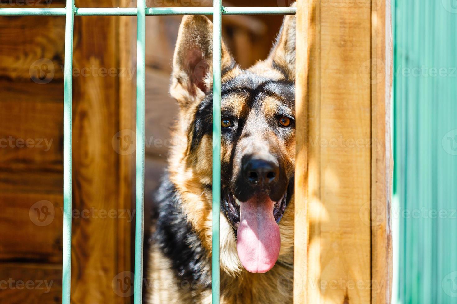 perro pastor de pura raza en una jaula. perro grande en una jaula. foto