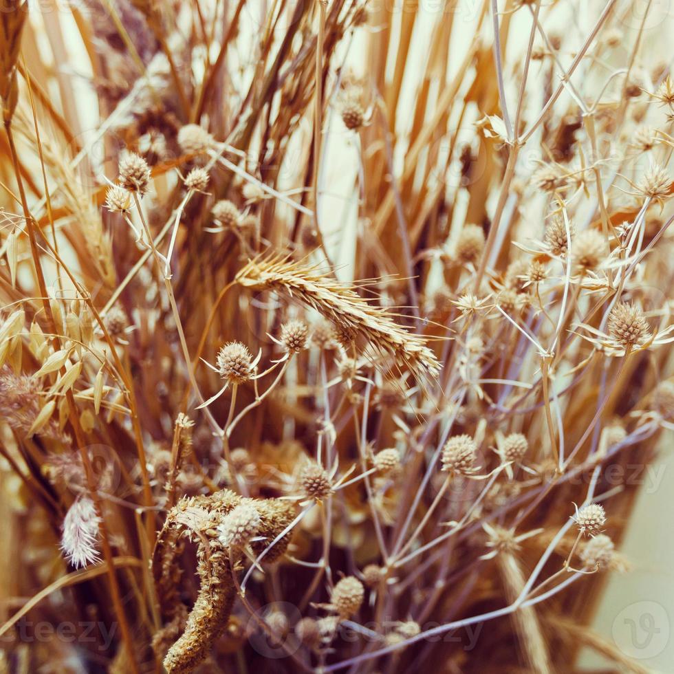 dry spikelets dry grass photo