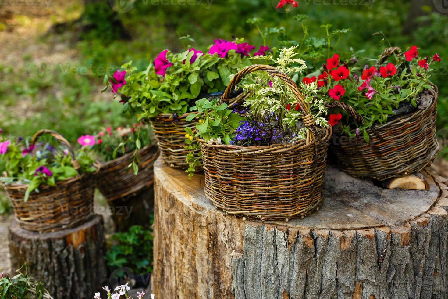 Pretty pink and purple flowers in hanging basket 17462042 Stock Photo