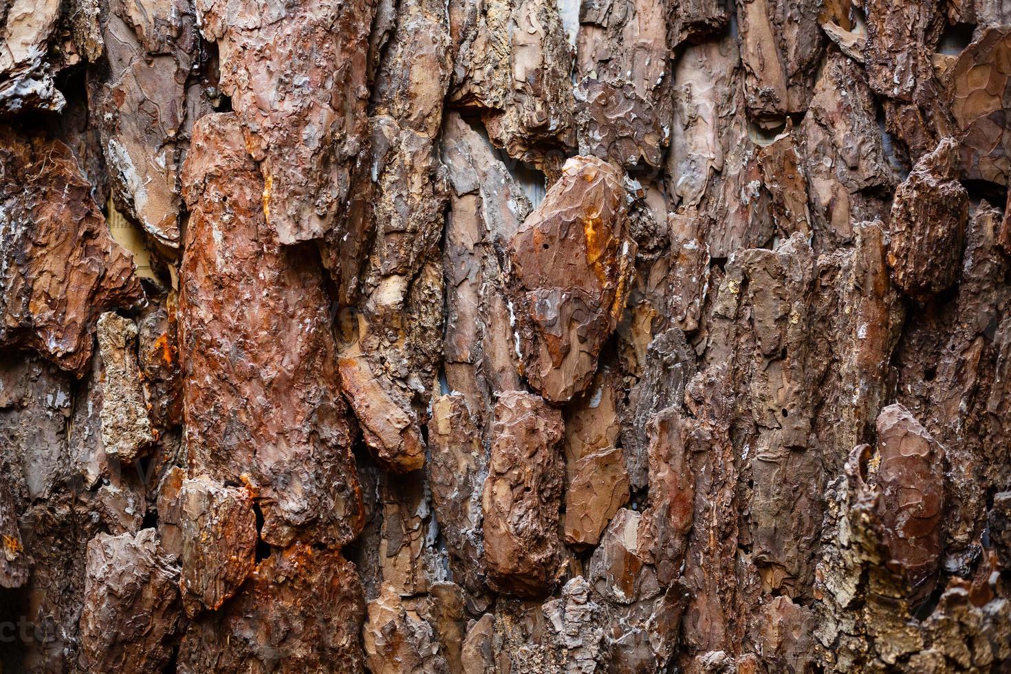 Bark of pine tree photo