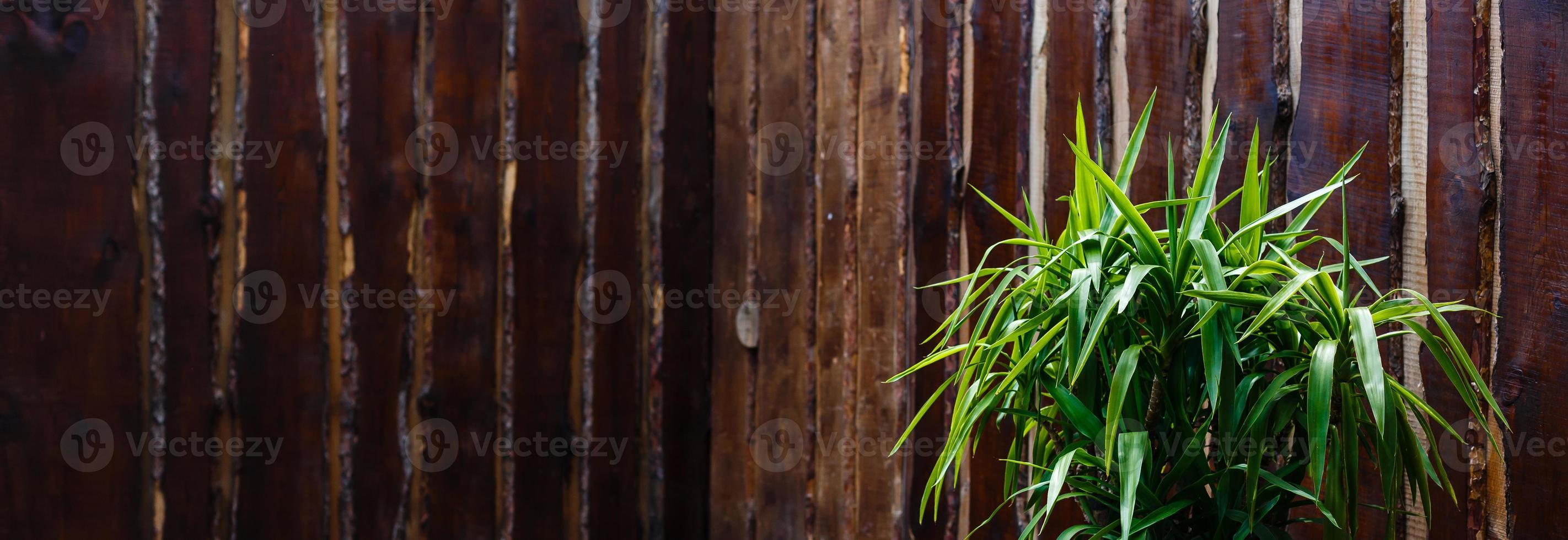 Tree in vase with dark background photo