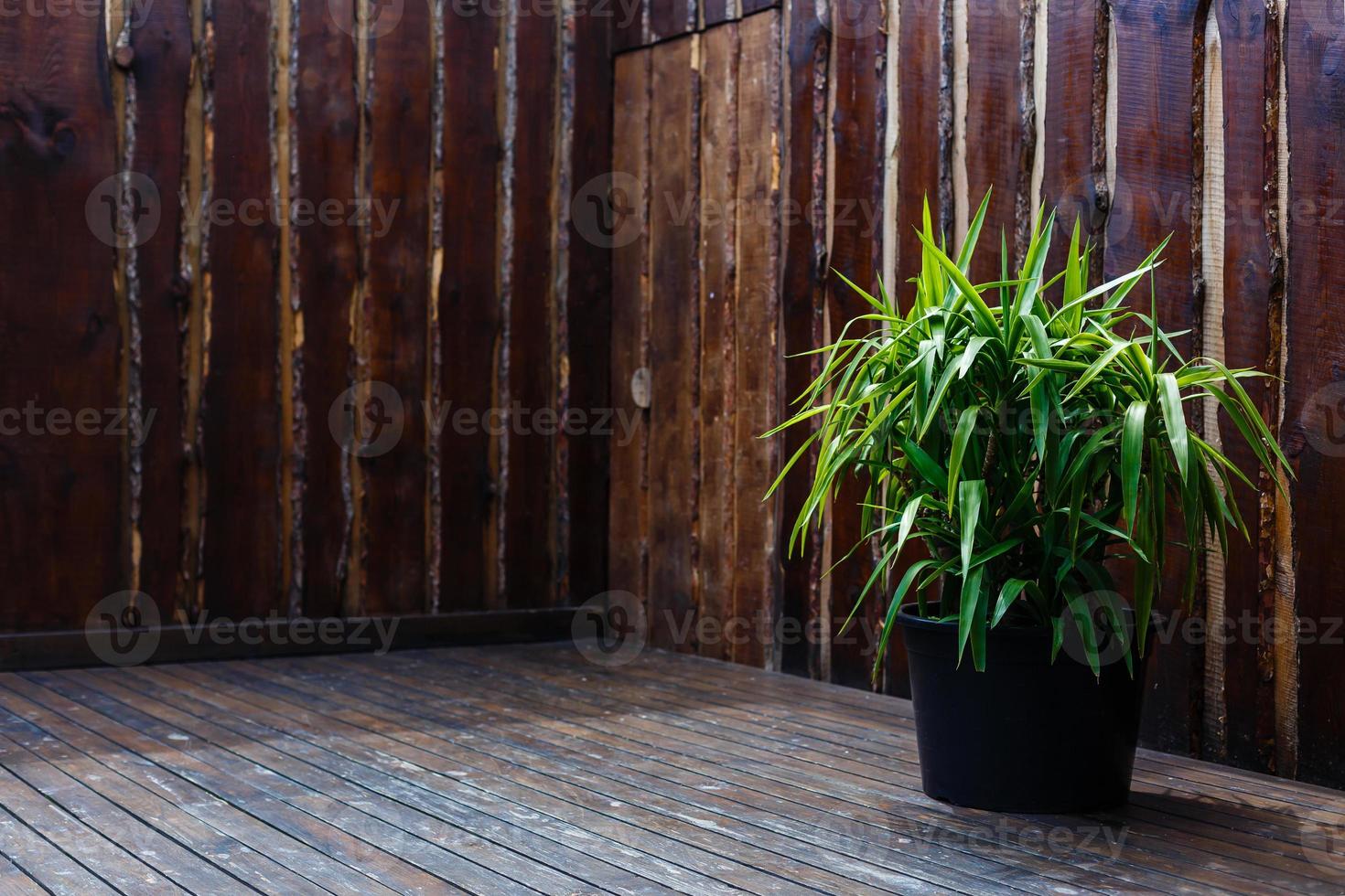 Tree in vase with dark background photo