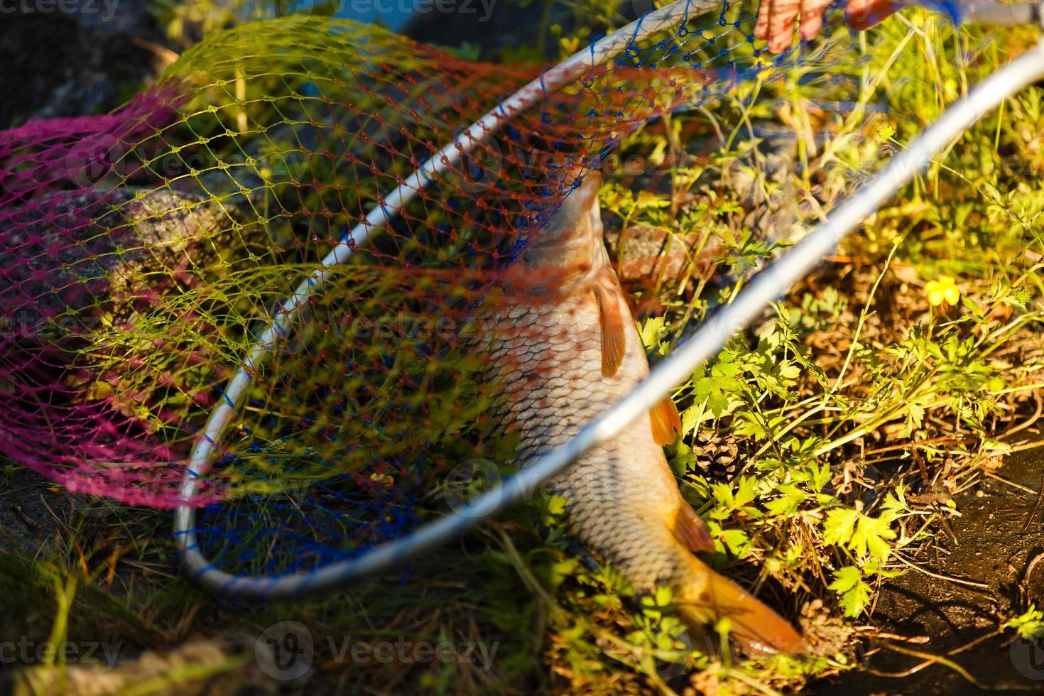A hand net for scooping fish in water. photo