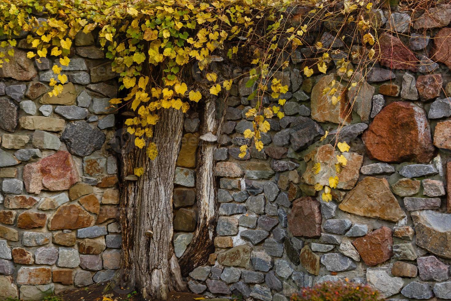 yellow tree in autumn photo