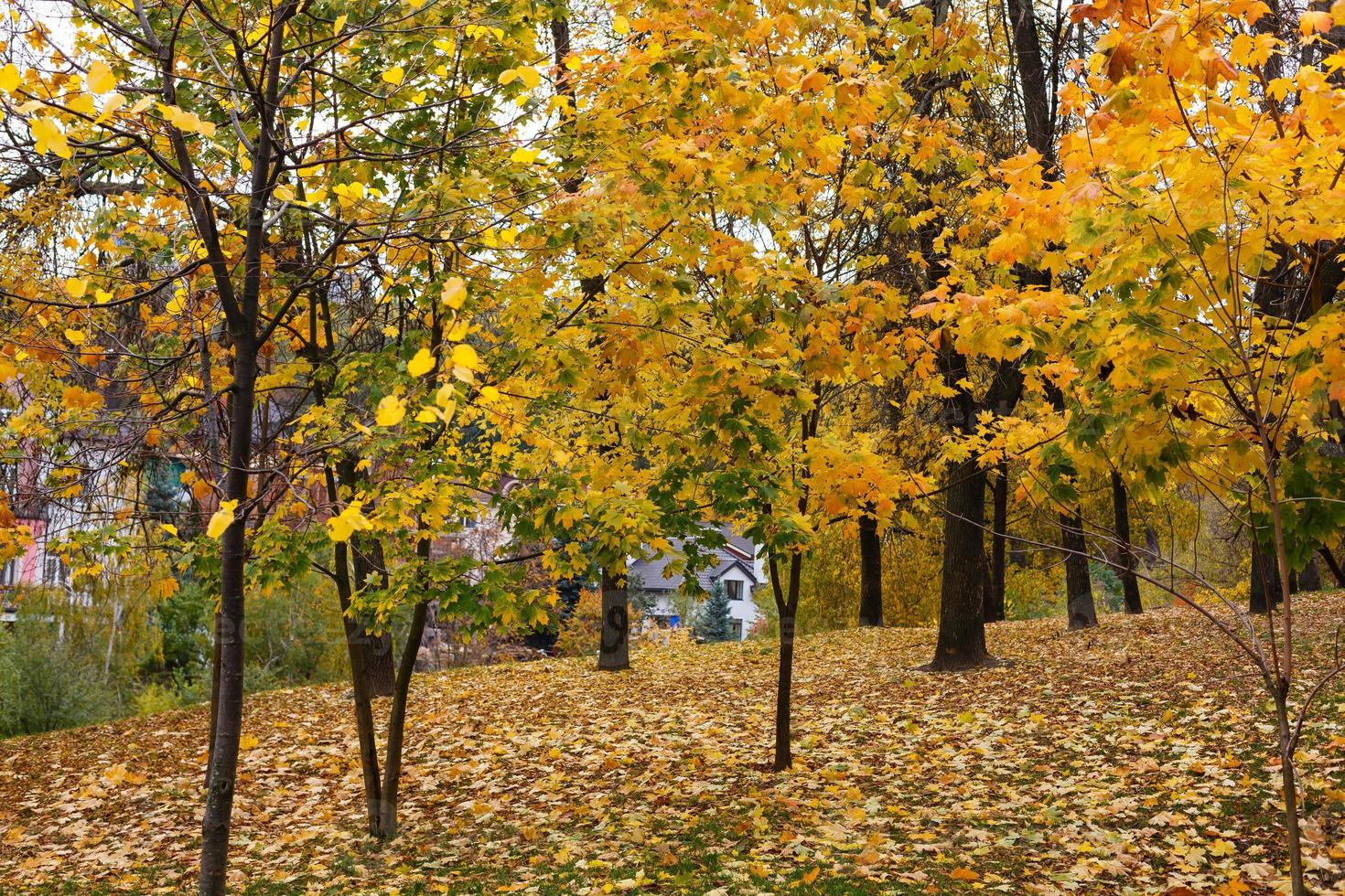 Autumn Landscape in the park photo