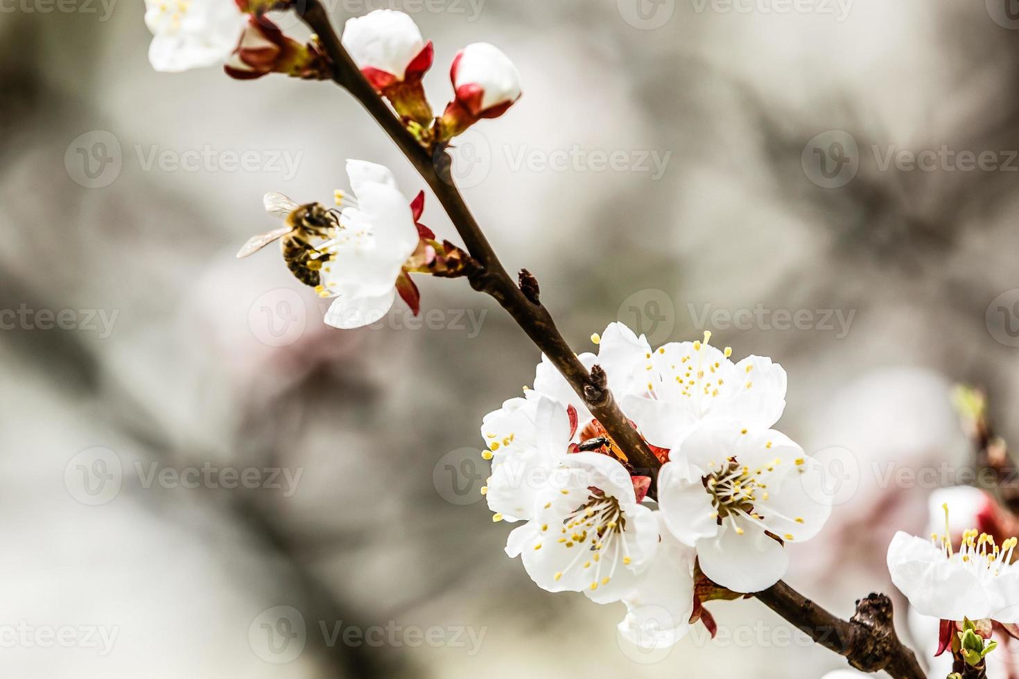 Spring blossom background beautiful nature scene with blooming tree and sun flare sunny day photo