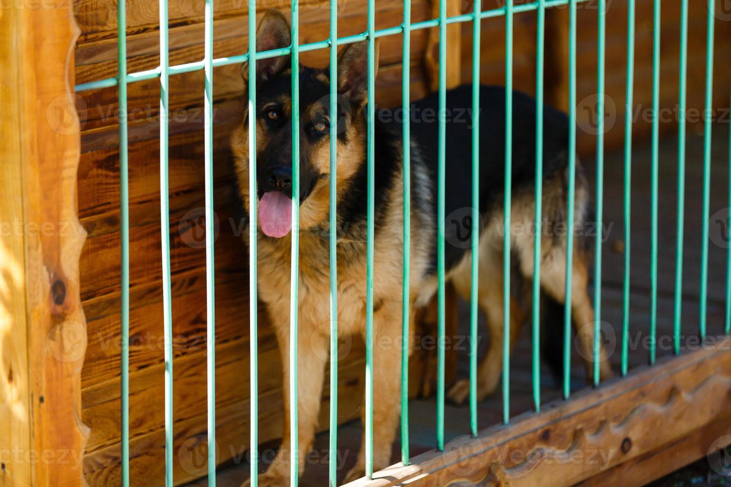 Purebred sheepdog in a cage. Big dog in a cage. photo