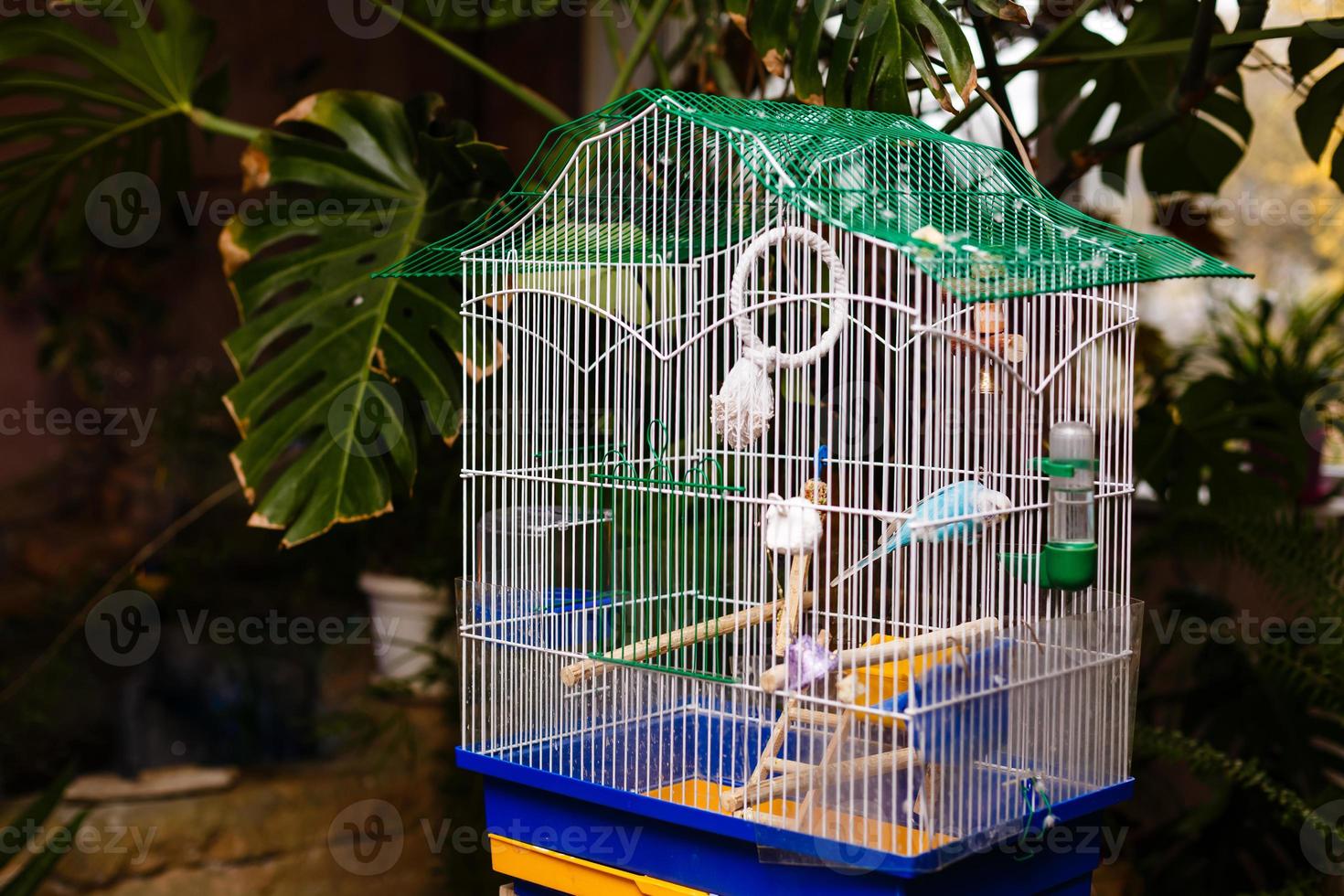 Green parrots in cage photo