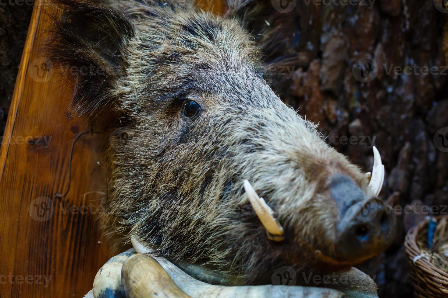 Wide lens shot of stuffed boar s head mounted on the wall in old castle photo