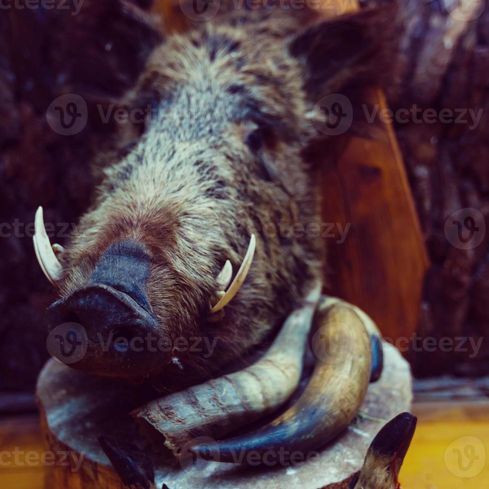 Wide lens shot of stuffed boar s head mounted on the wall in old castle photo