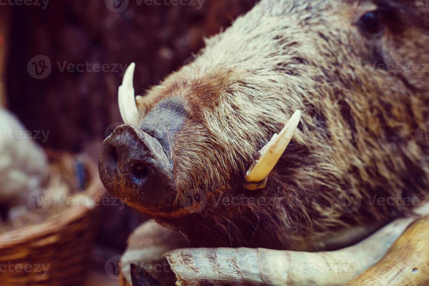 Wide lens shot of stuffed boar s head mounted on the wall in old castle photo