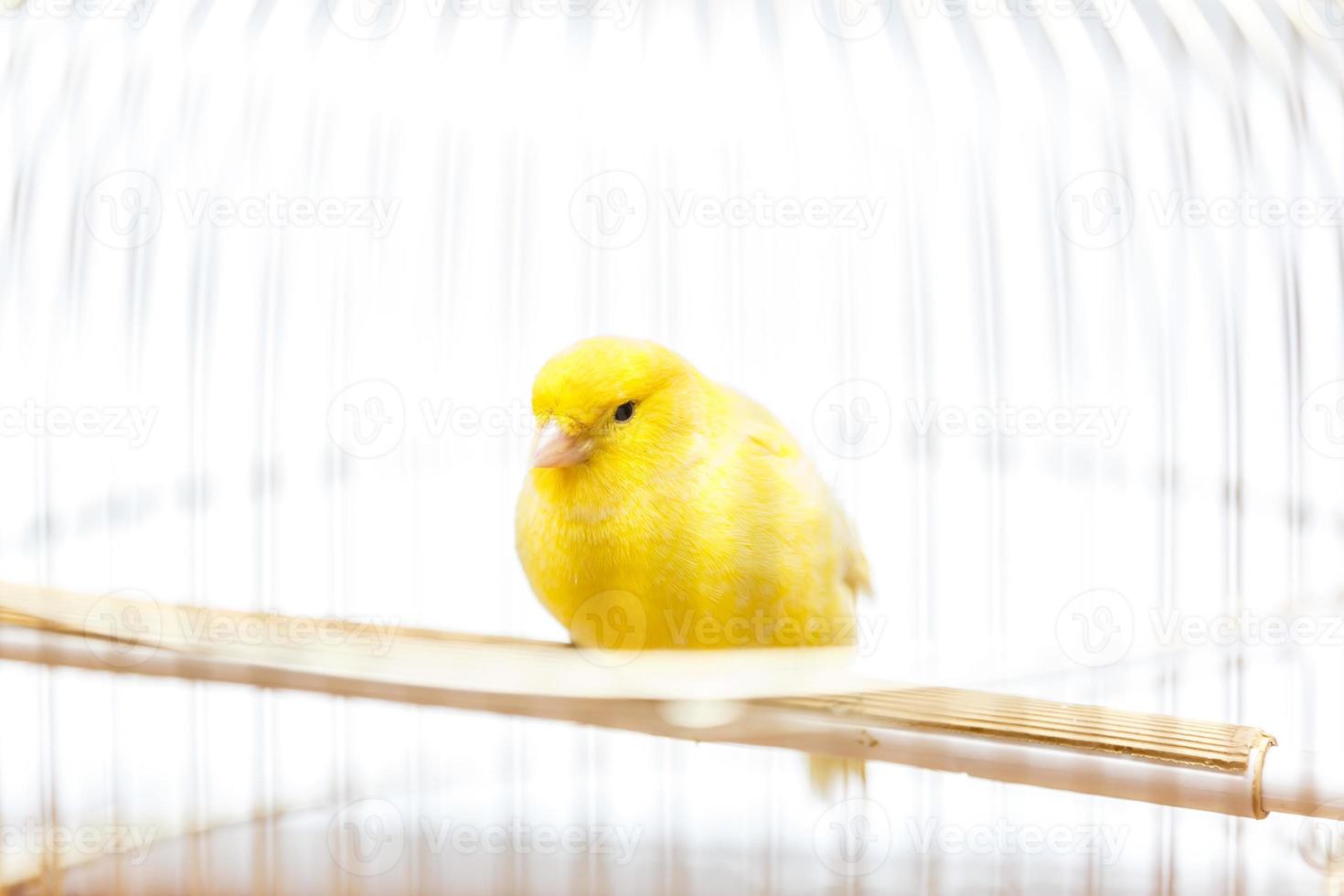 un canario amarillo en su jaula foto