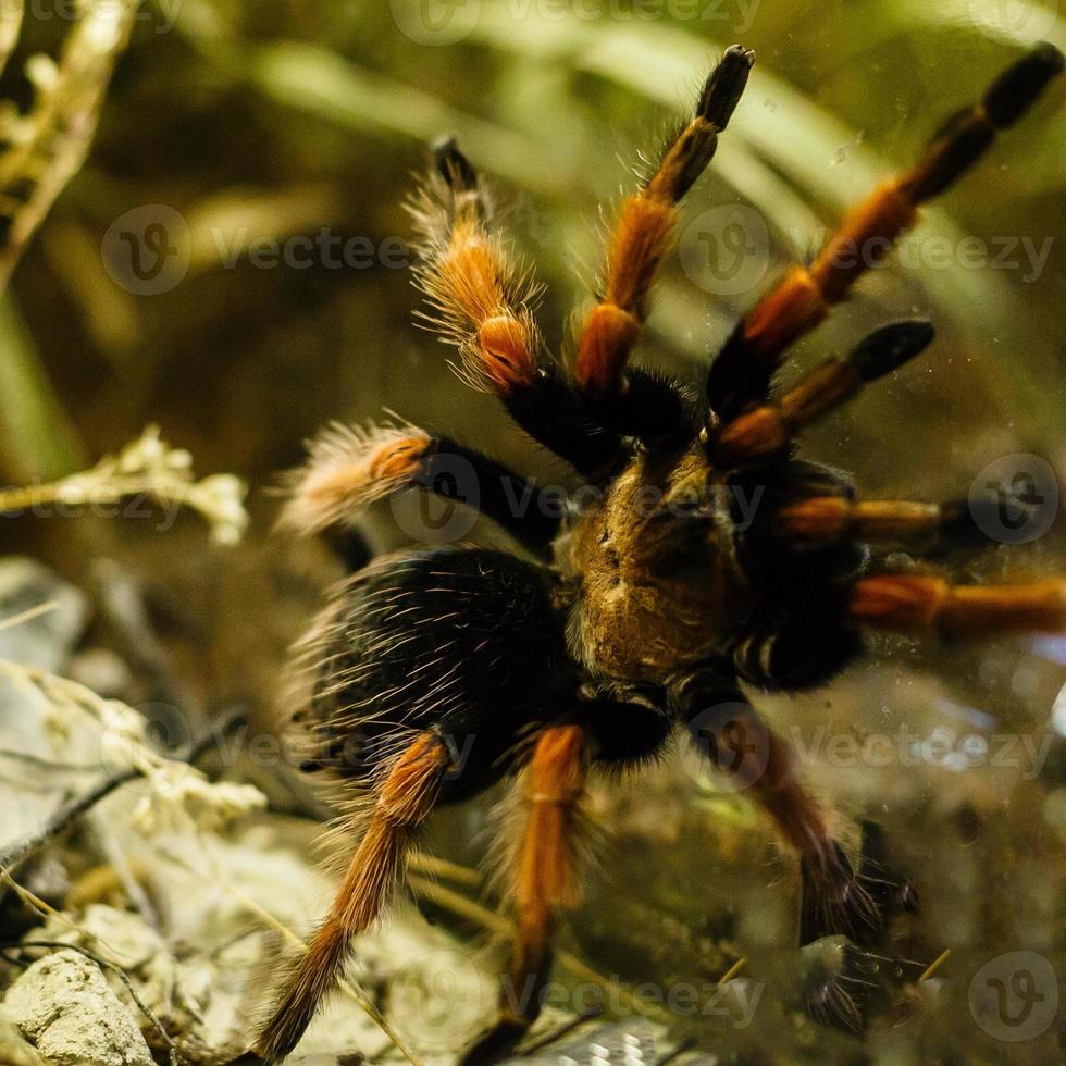 una araña enorme, un primer plano de tarántula que come pájaros goliat foto