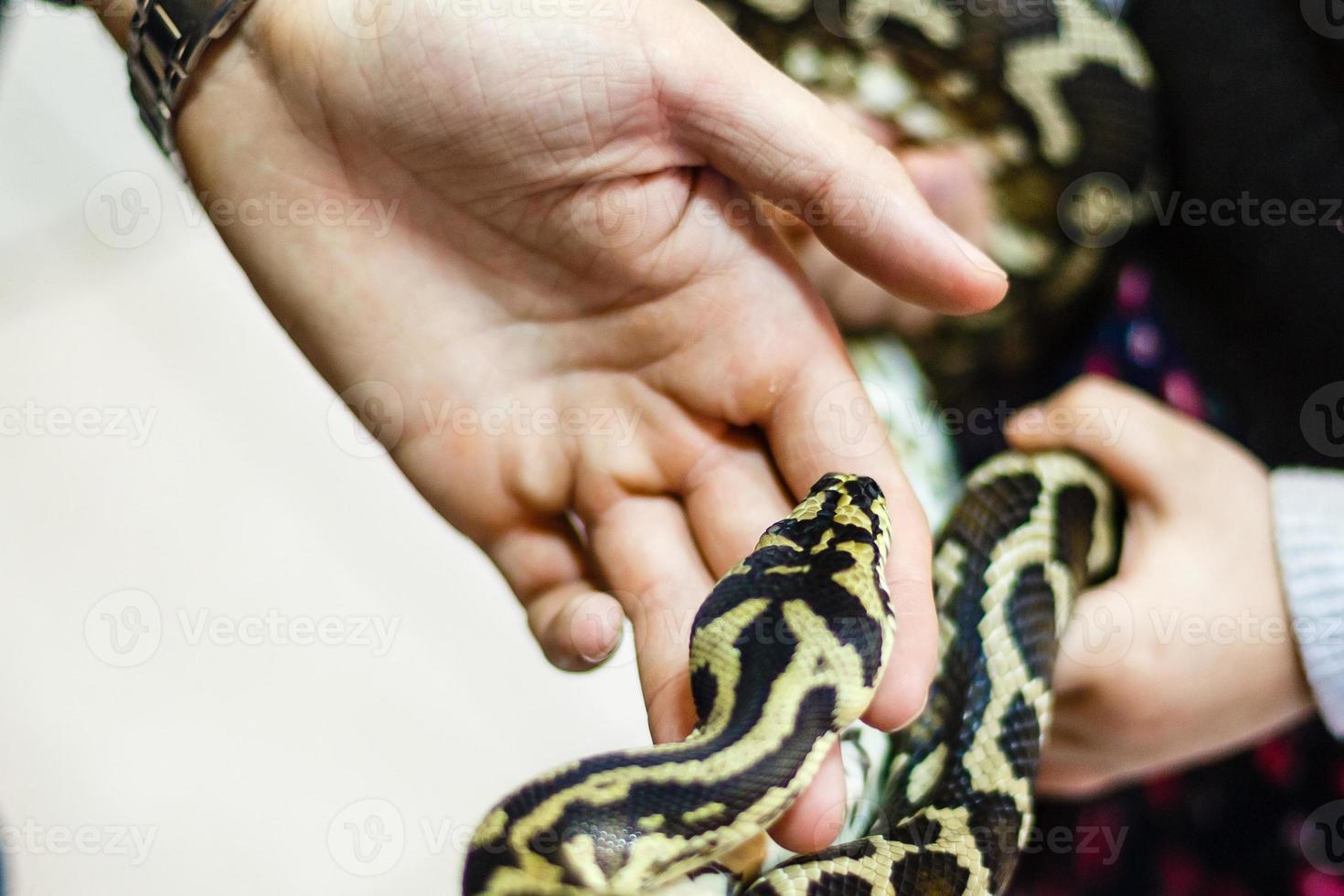 A poisonous snake in the hands of man photo