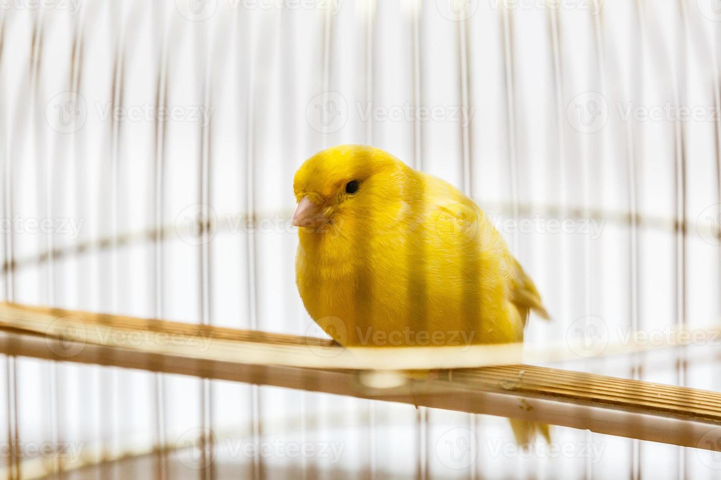 un canario amarillo en su jaula foto