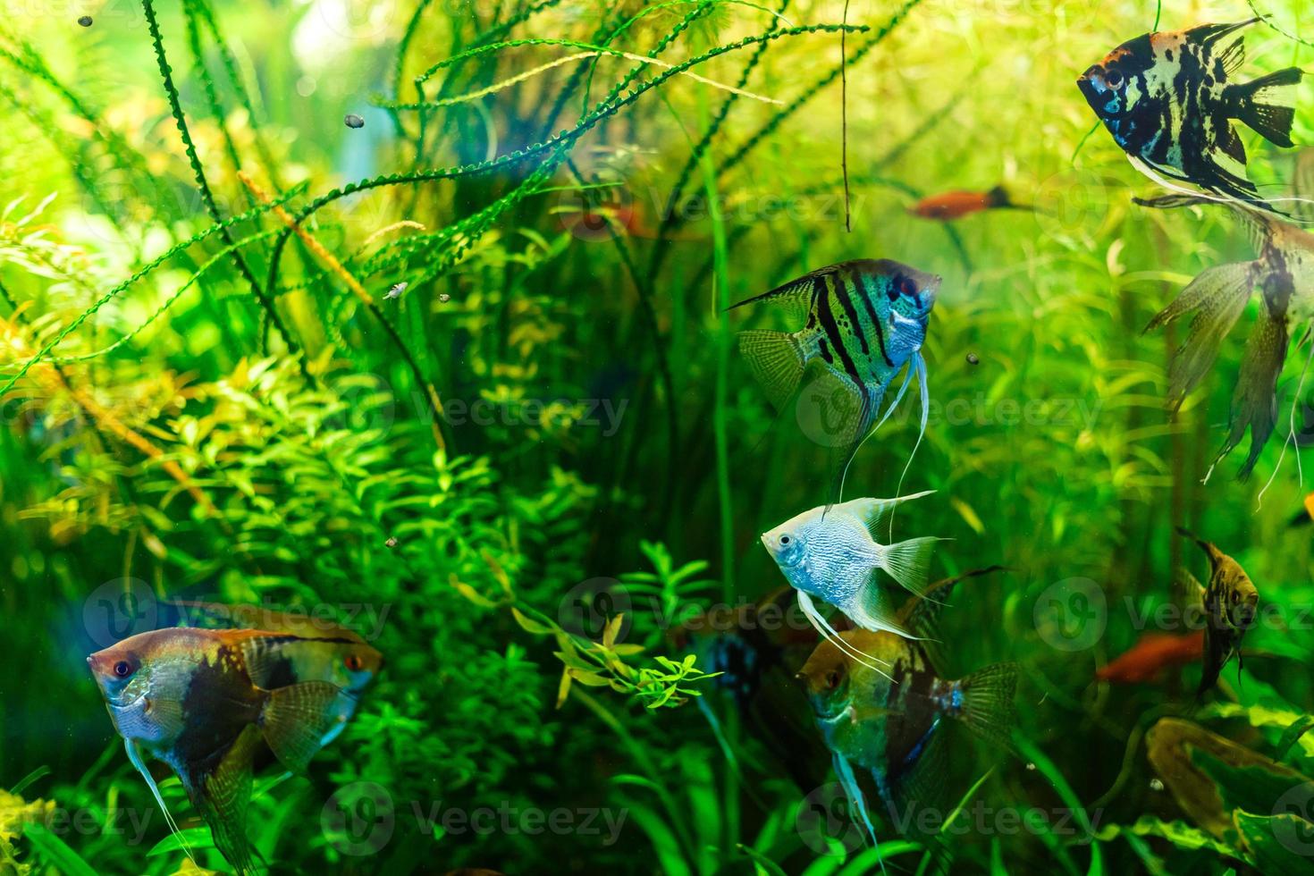 Goldfish in freshwater aquarium with green beautiful planted tropical photo