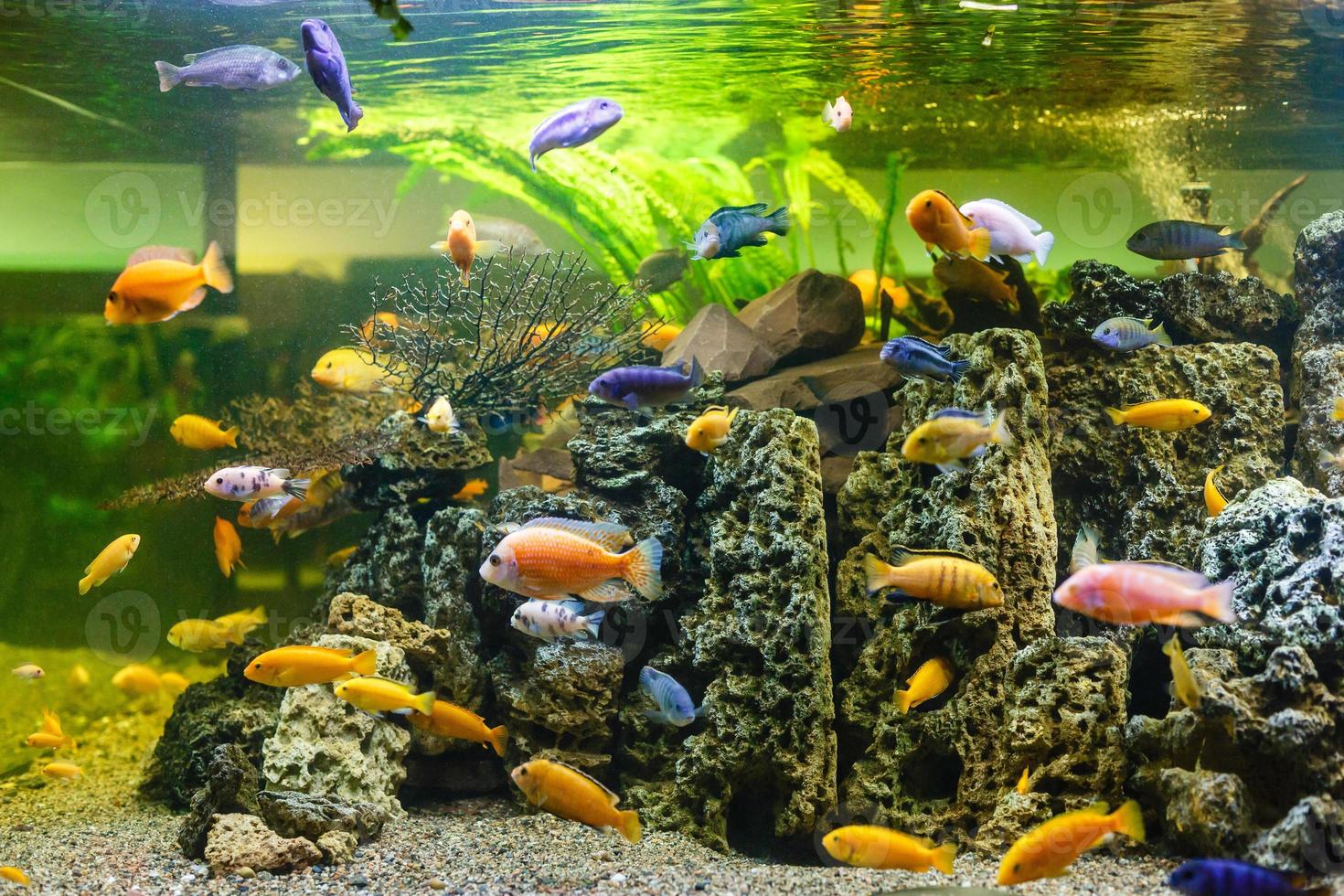 Aquarium colourfull fishes in dark deep blue water photo