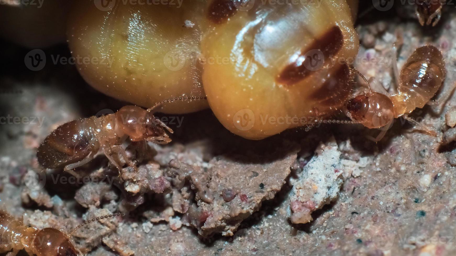 tiro macro. reina de termitas y termitas trabajando en un nido hecho de tierra. concepto de mundo animal pequeño foto