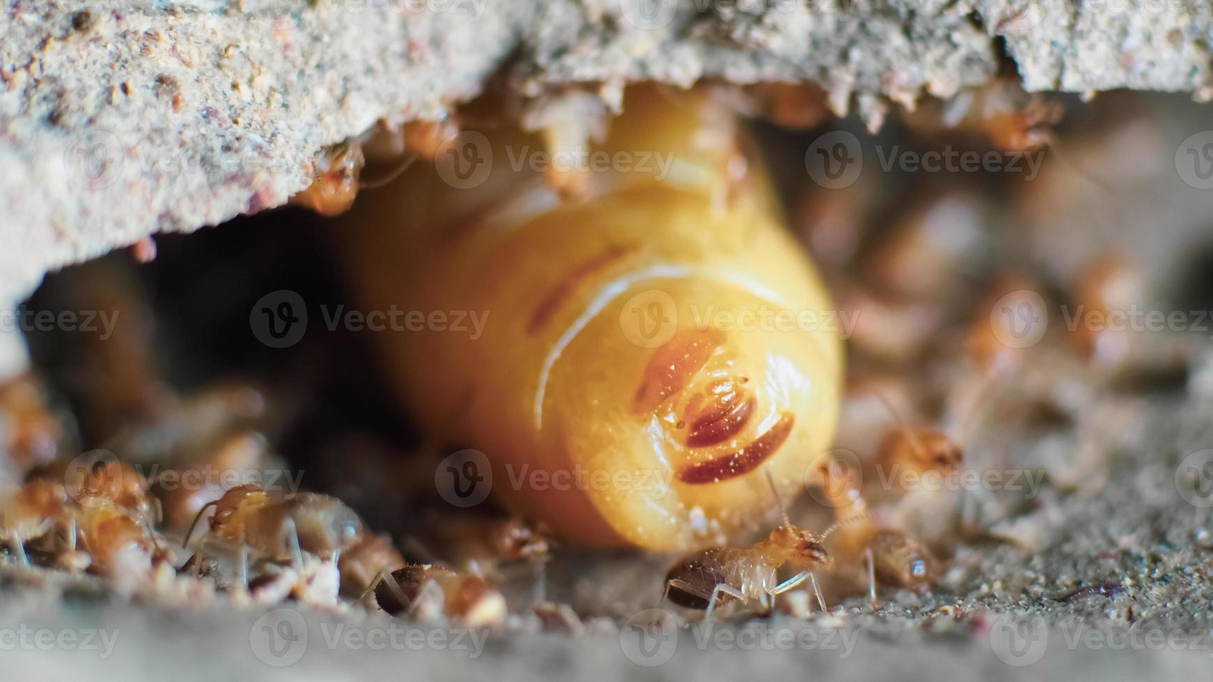 Macro shot. Queen of termites and termites working in a nest made of soil. small animal world concept photo