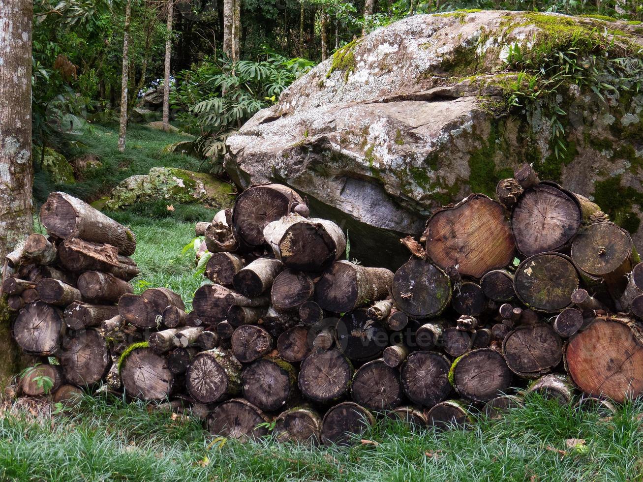 paisaje con troncos de madera cortados para chimenea apilados en el bosque foto