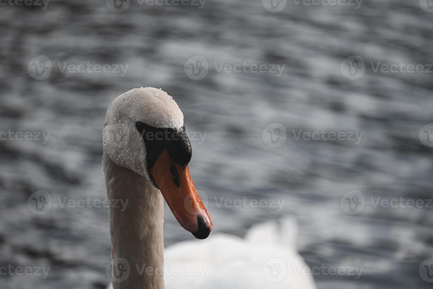 Beautiful portrait of graceful swan photo