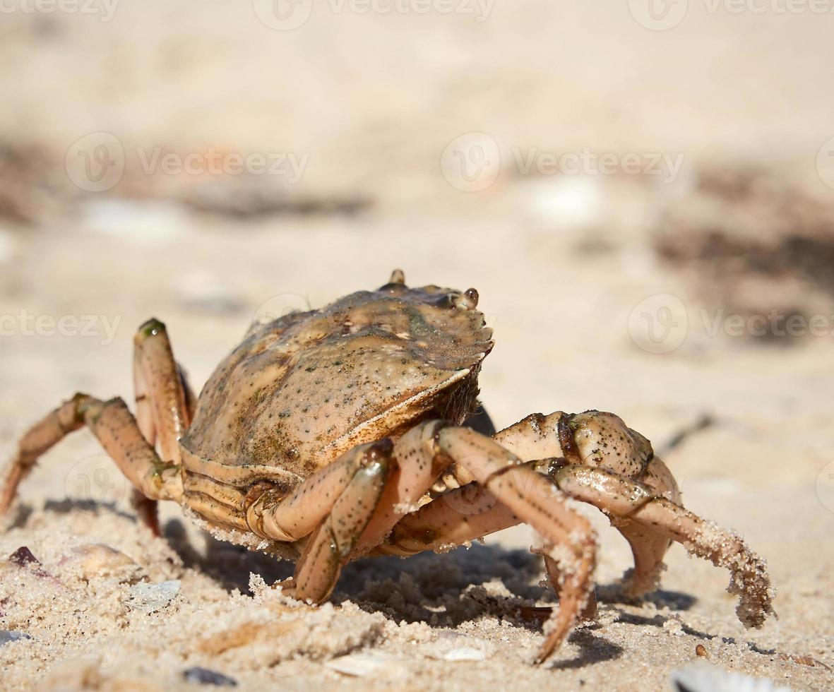 live crab on the sandy shore of the Black Sea,  Ukraine, Kherson region photo
