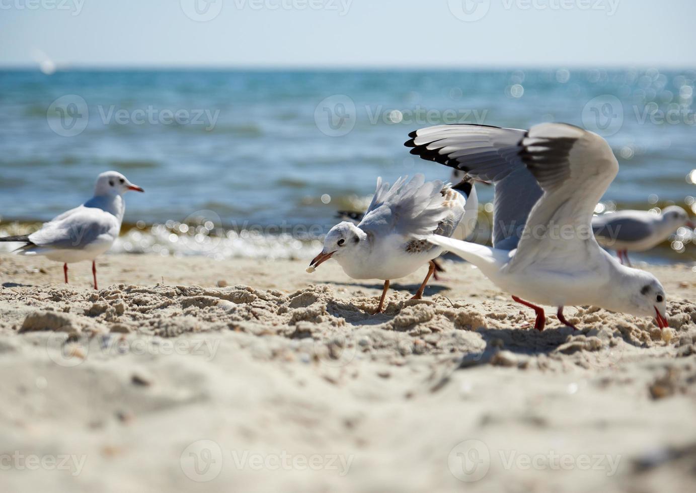 seagulls on the sandy shore of the Black Sea on a summer day photo