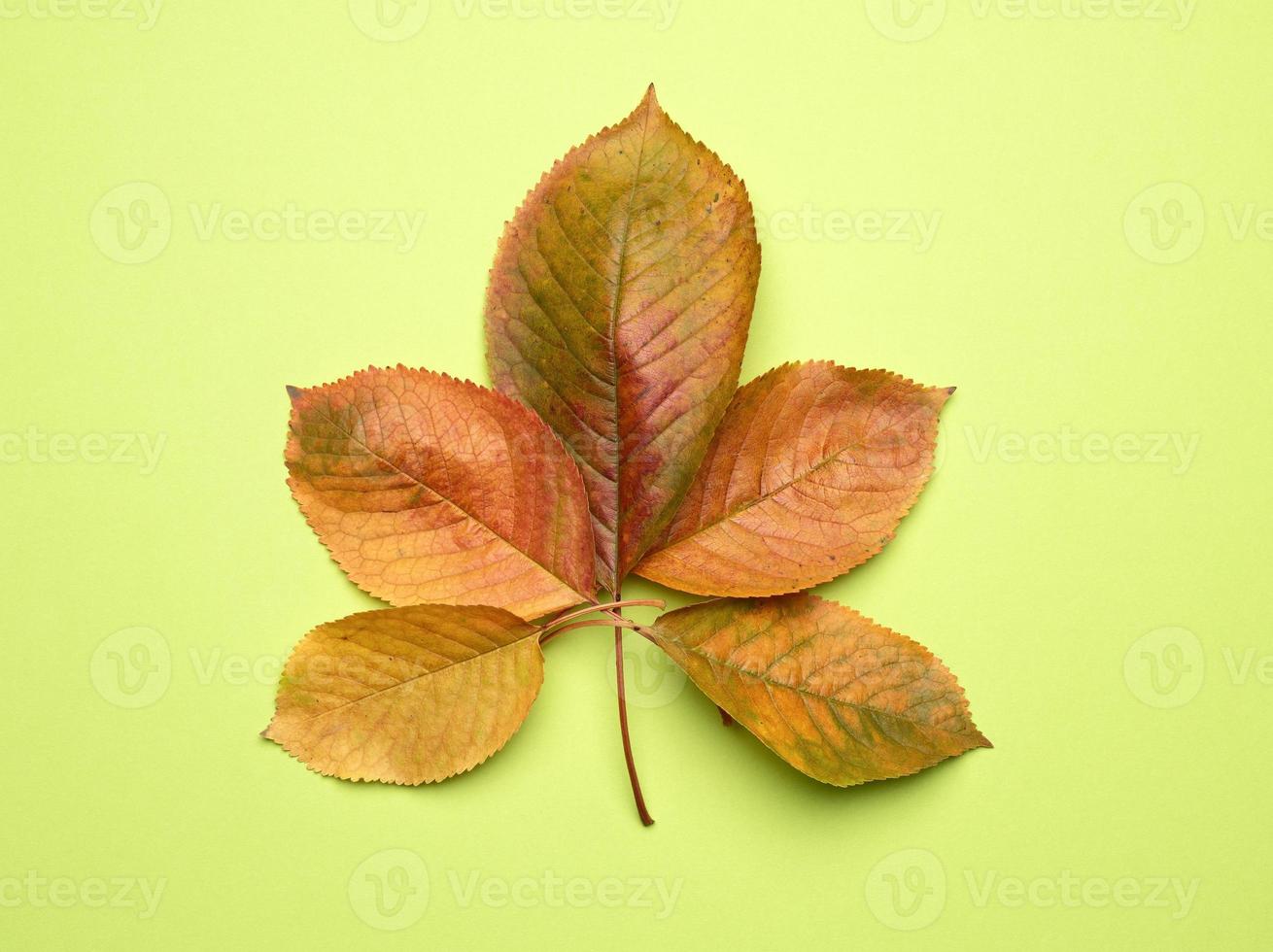 yellow cherry leaves on a green background photo