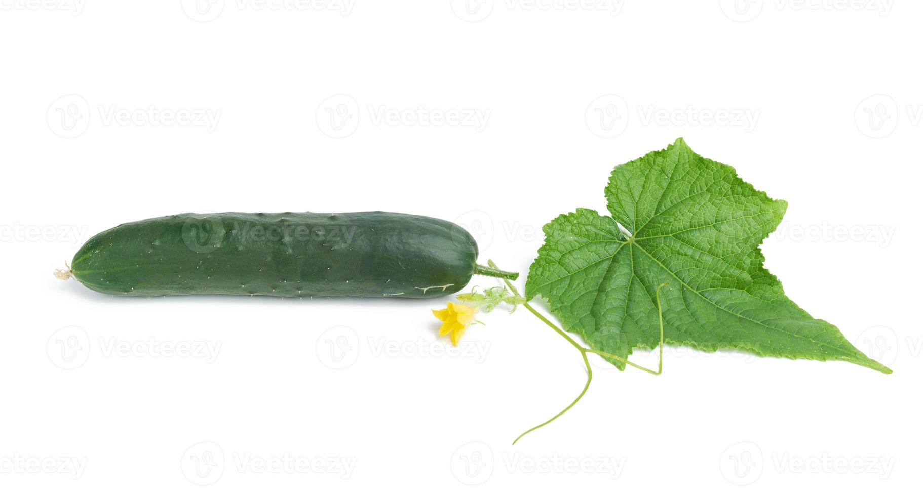 whole green oblong cucumber, green leaf and yellow flower photo