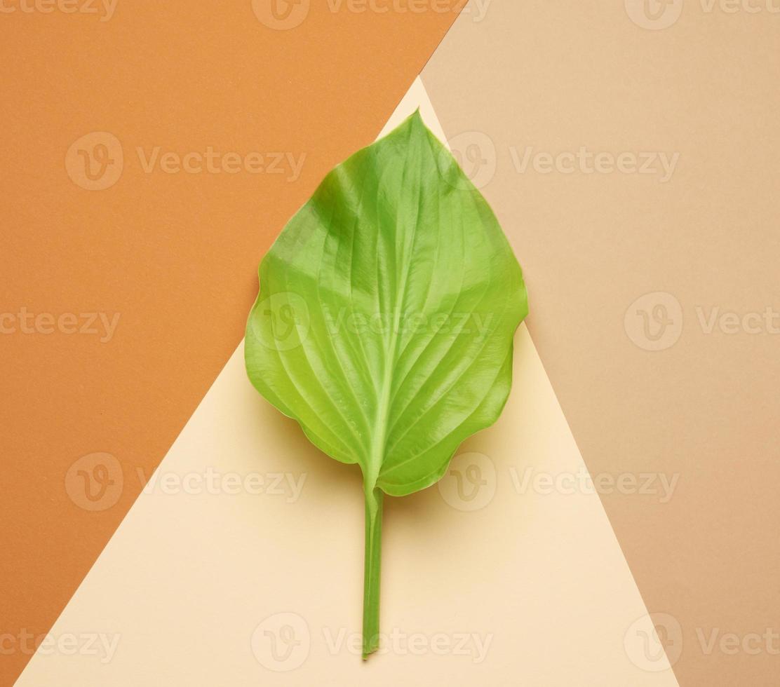 green leaf on an orange-green background, top view photo