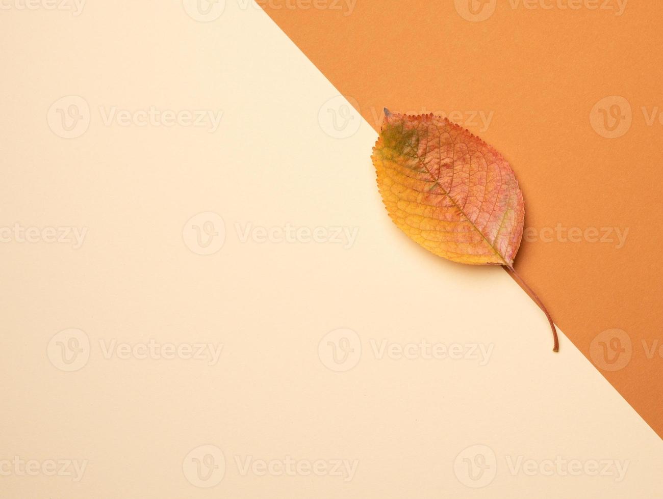 yellow cherry leaf on a beige background, photo