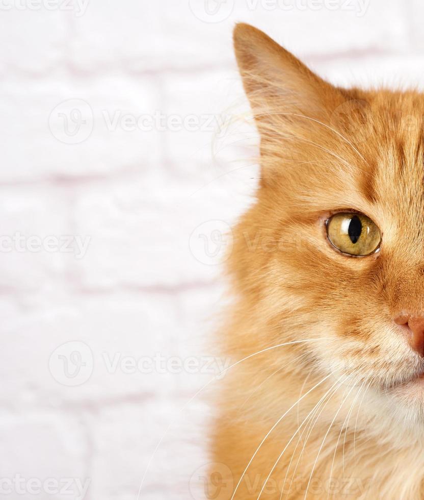 retrato de un gato rojo adulto, emoción triste, fondo blanco foto