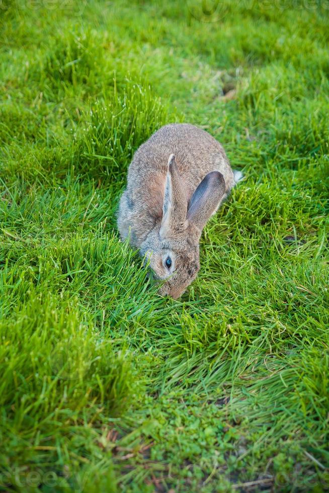One rabbit eats grass in garden 17468202 Stock Photo at Vecteezy