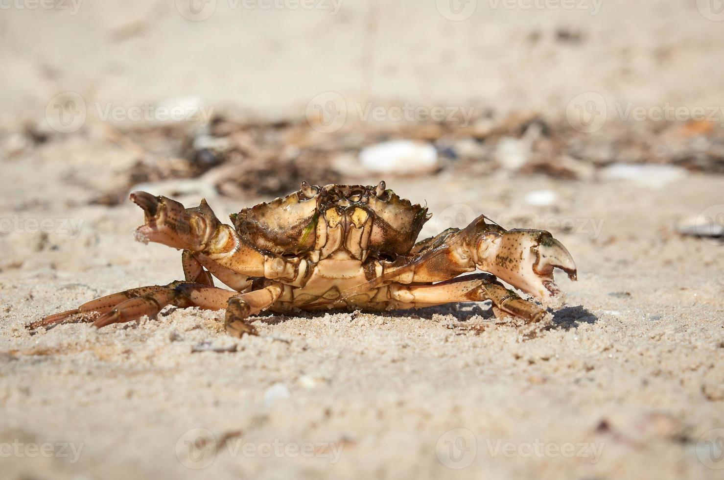 live crab on the sandy shore of the Black Sea,  Ukraine, Kherson region photo