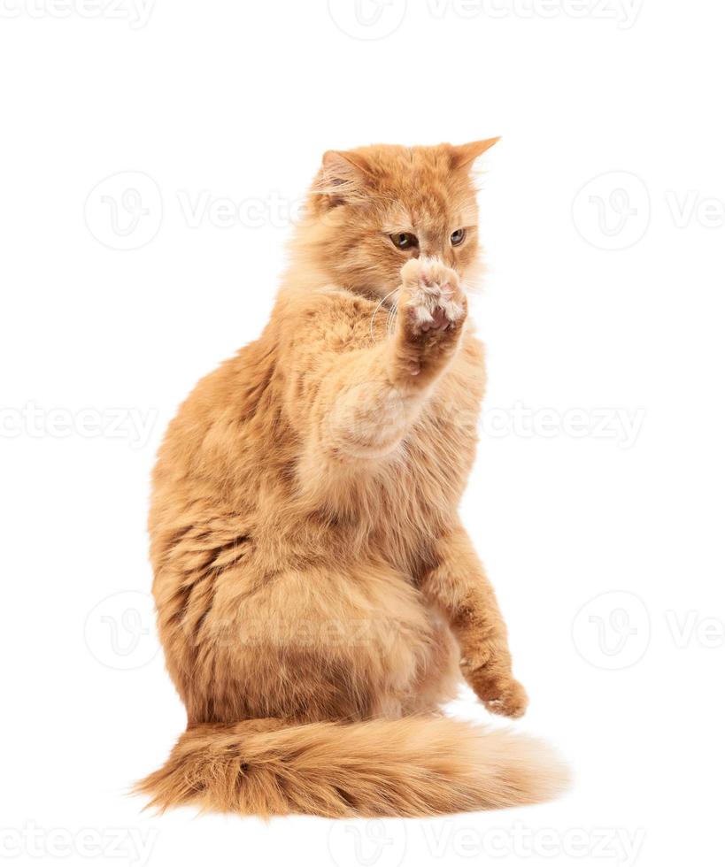 adult fluffy red cat sitting and raised its front paws up, imitation of holding any object photo