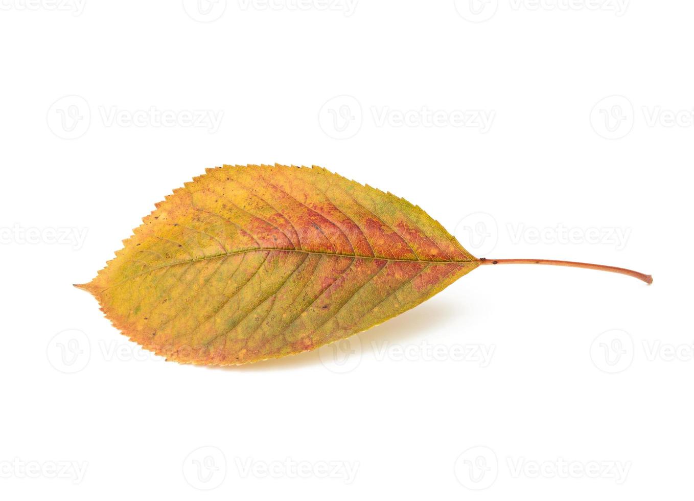 yellow cherry leaf on a white background photo