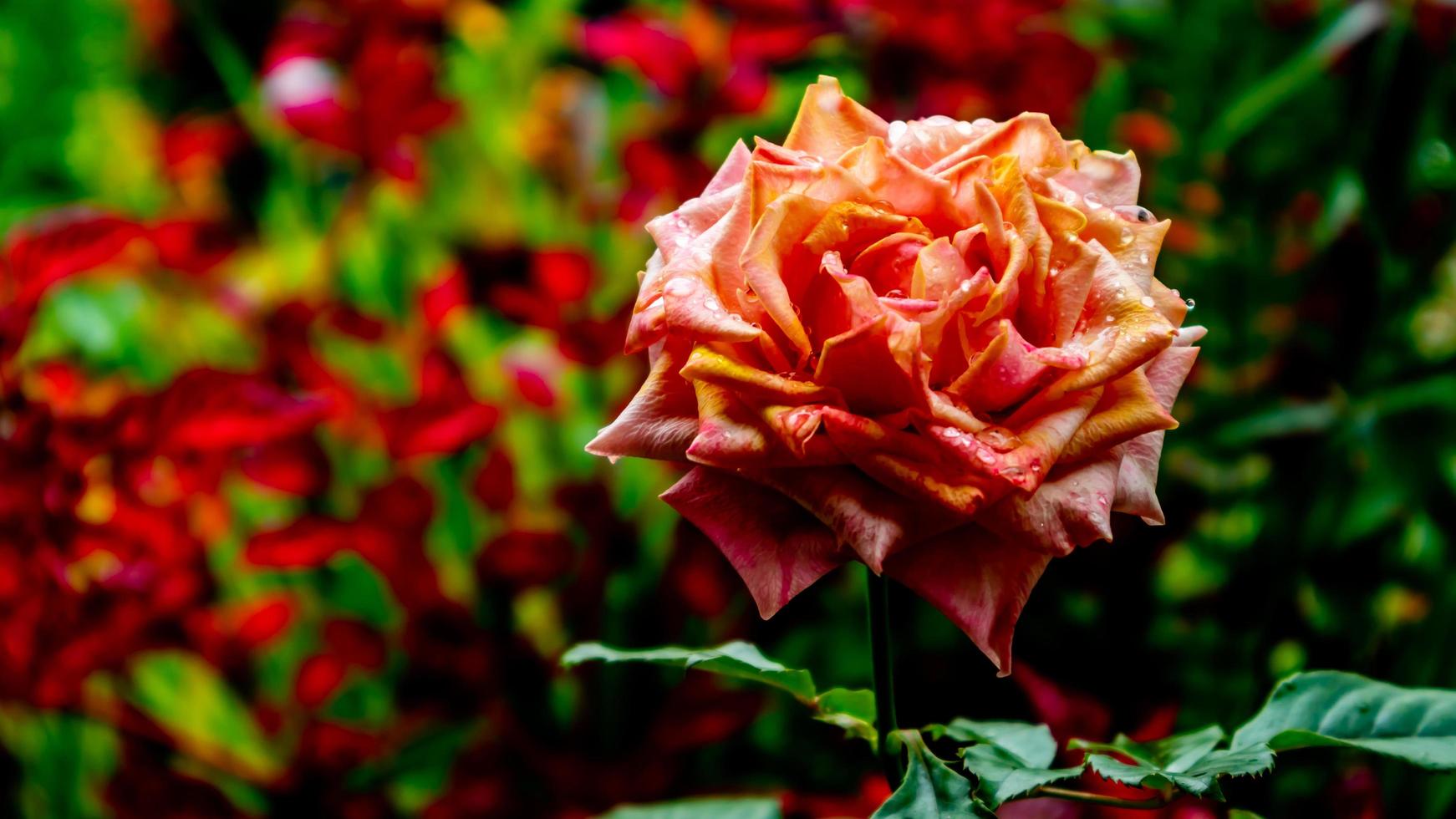 beautiful and stunning rose flowers as background photo