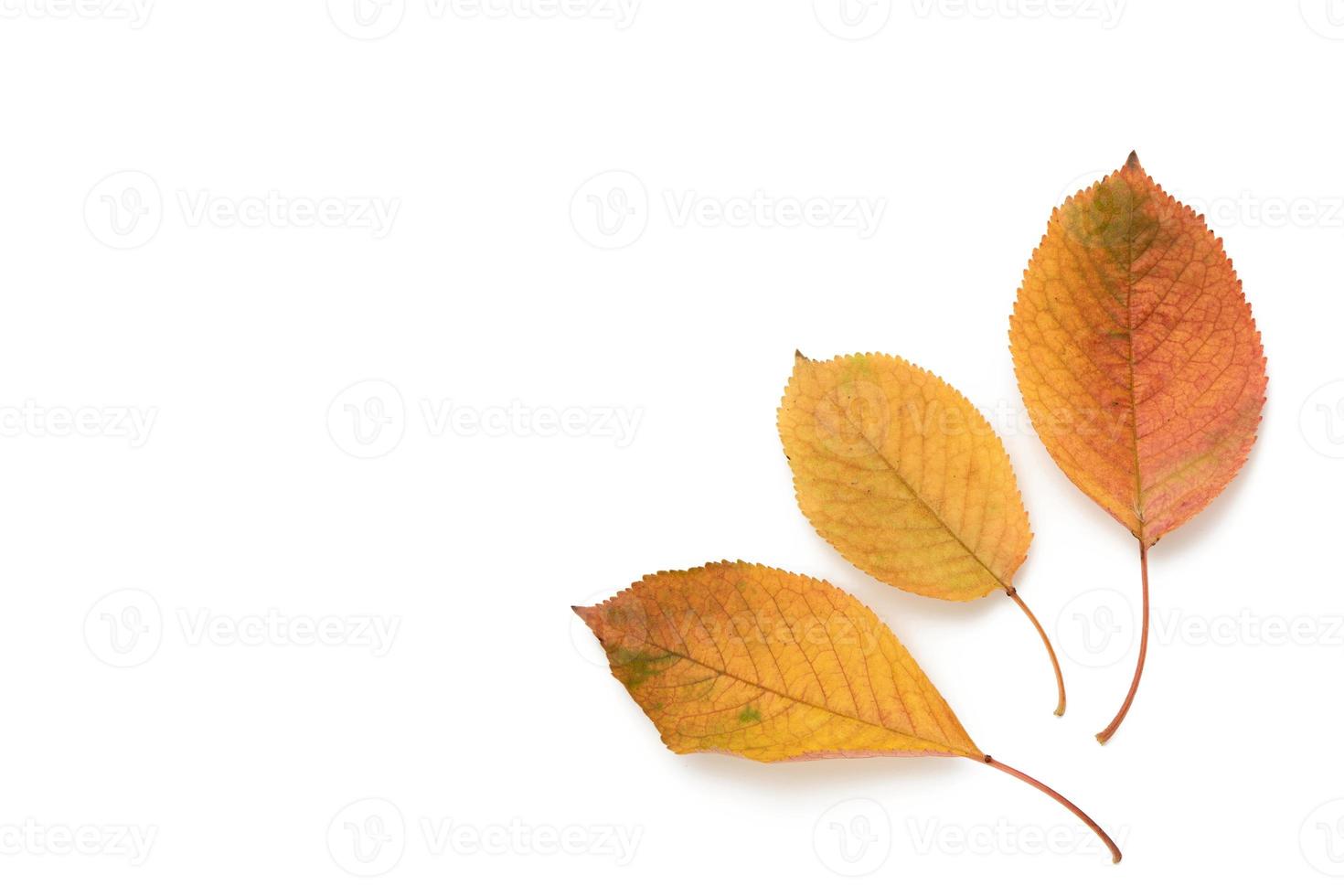 three yellowed cherry leaves isolated on a white background photo