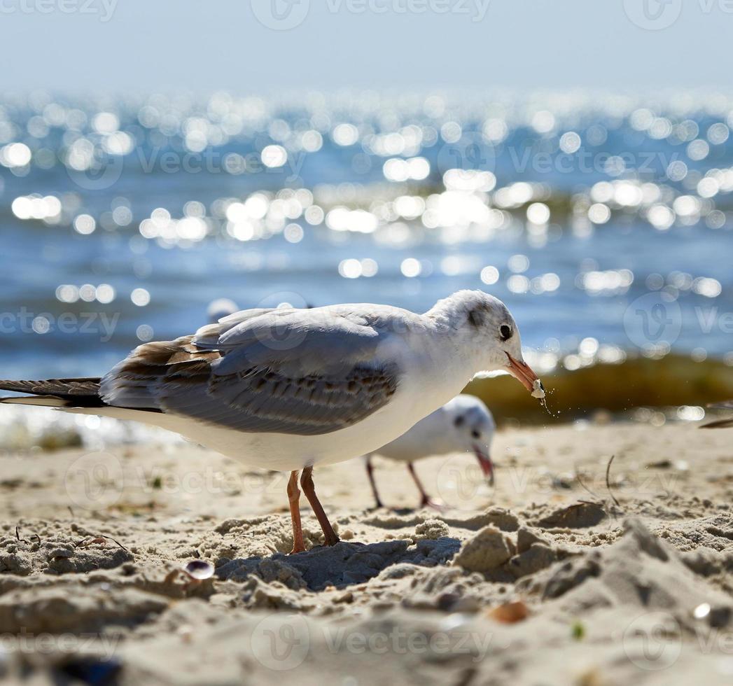 seagulls on the sandy shore of the Black Sea on a summer day, Ukraine photo