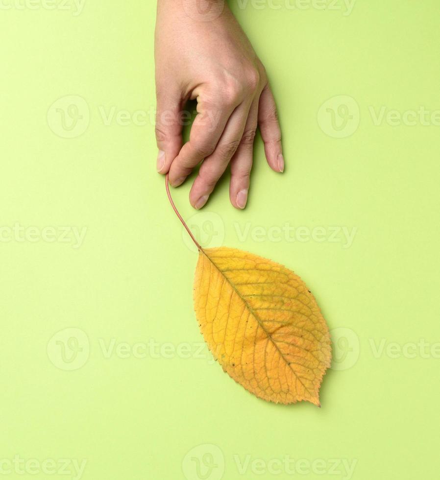 female hand holding a yellow cherry leaf on a green background photo