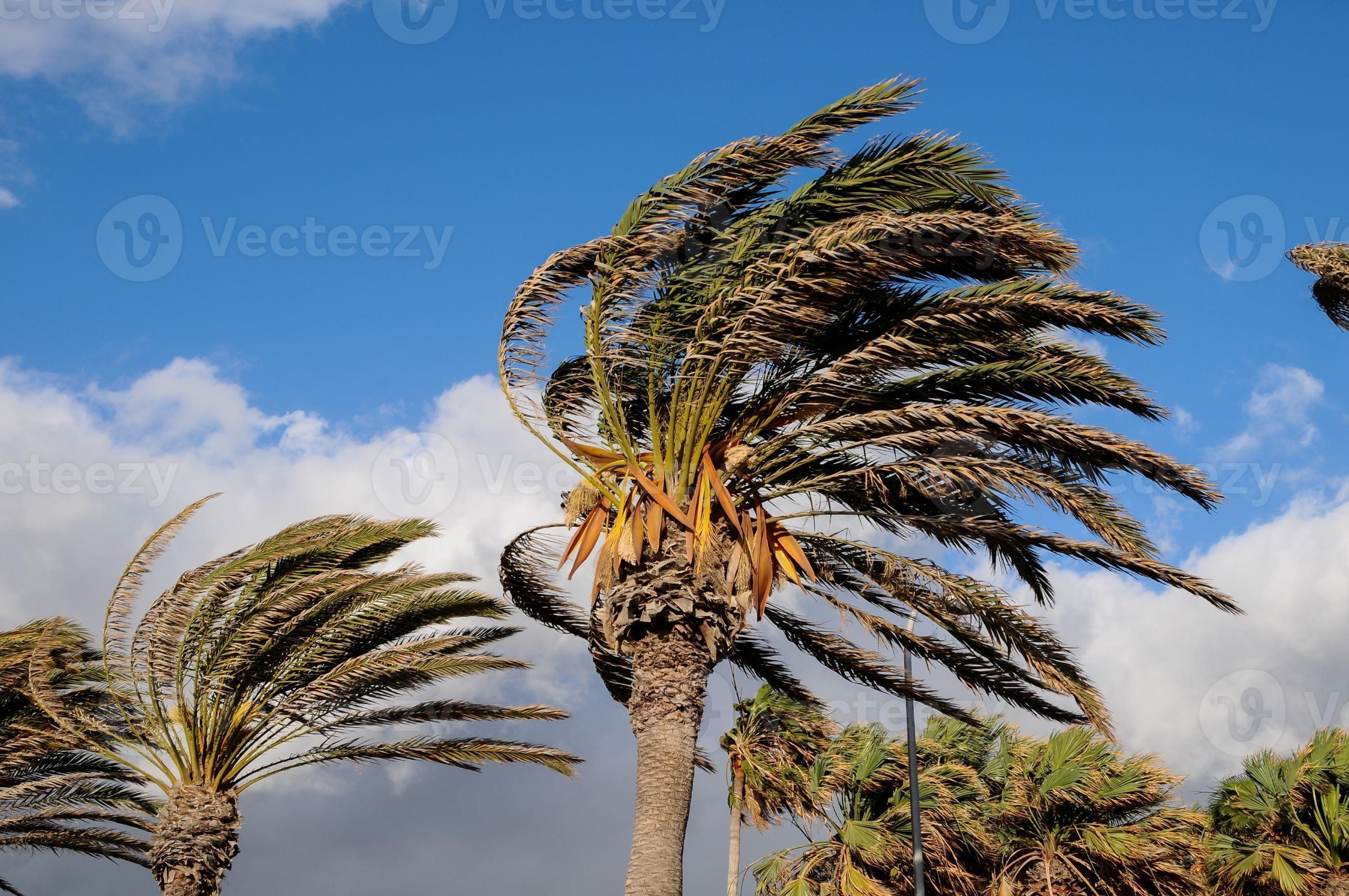 Palm Tree Blowing In The Wind 17470218 Stock Photo at Vecteezy