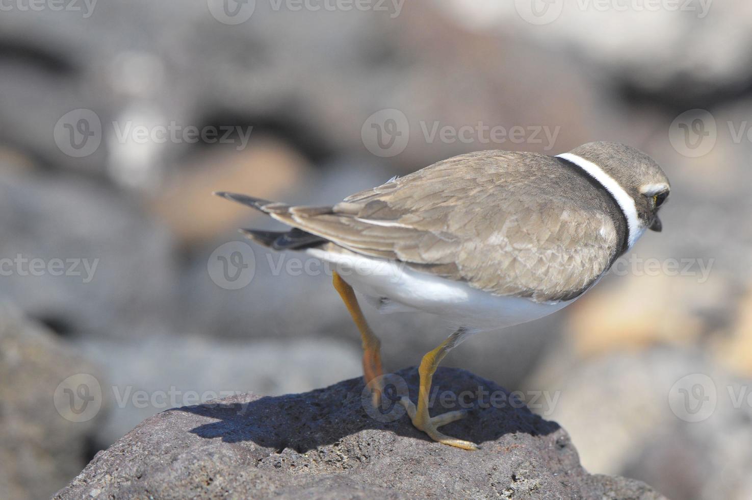 Adult Kentish Plover Water Bird photo