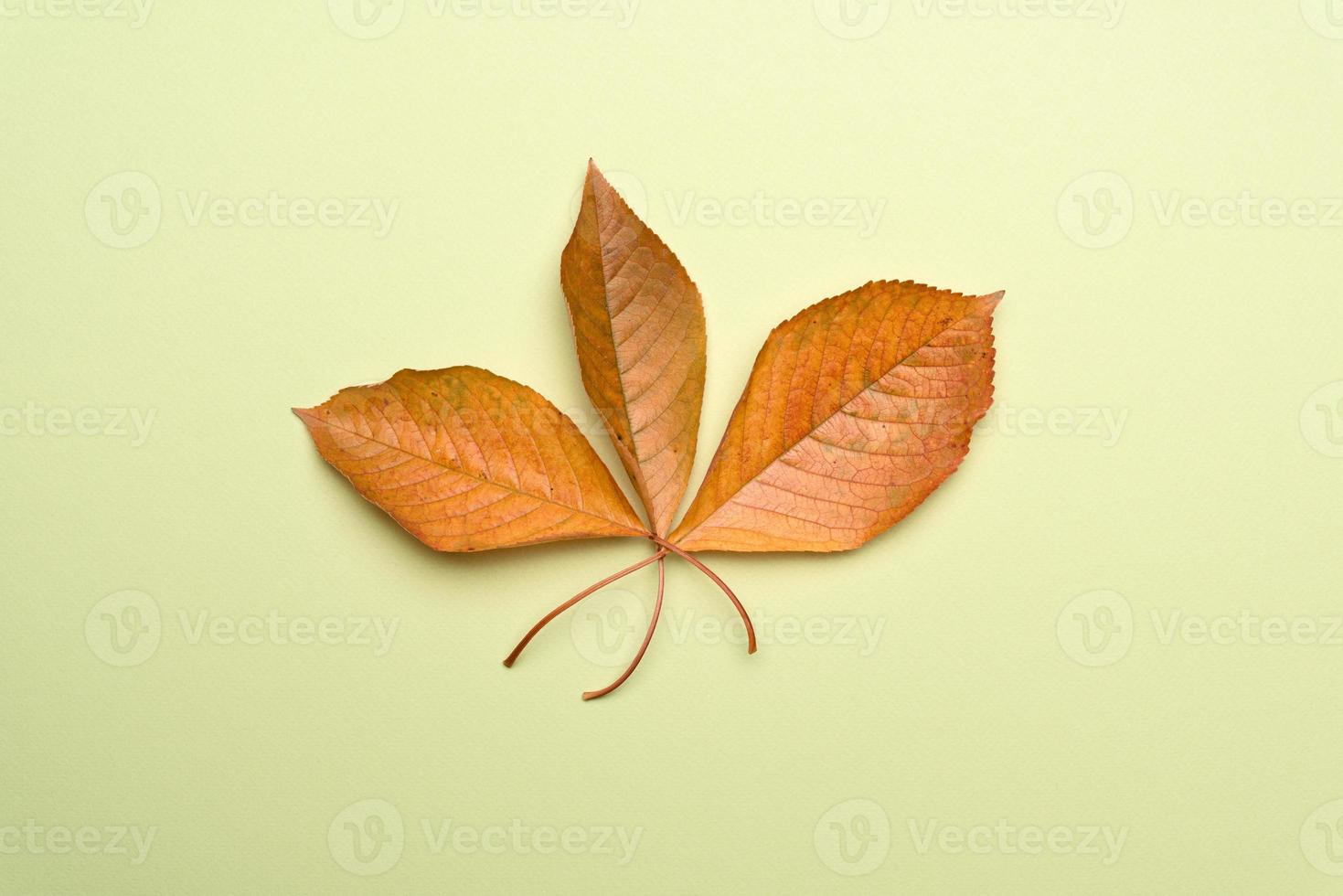 yellow cherry leaves on a green background photo