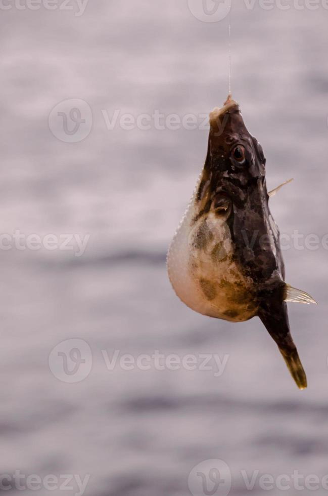 un pez de mar enganchado foto