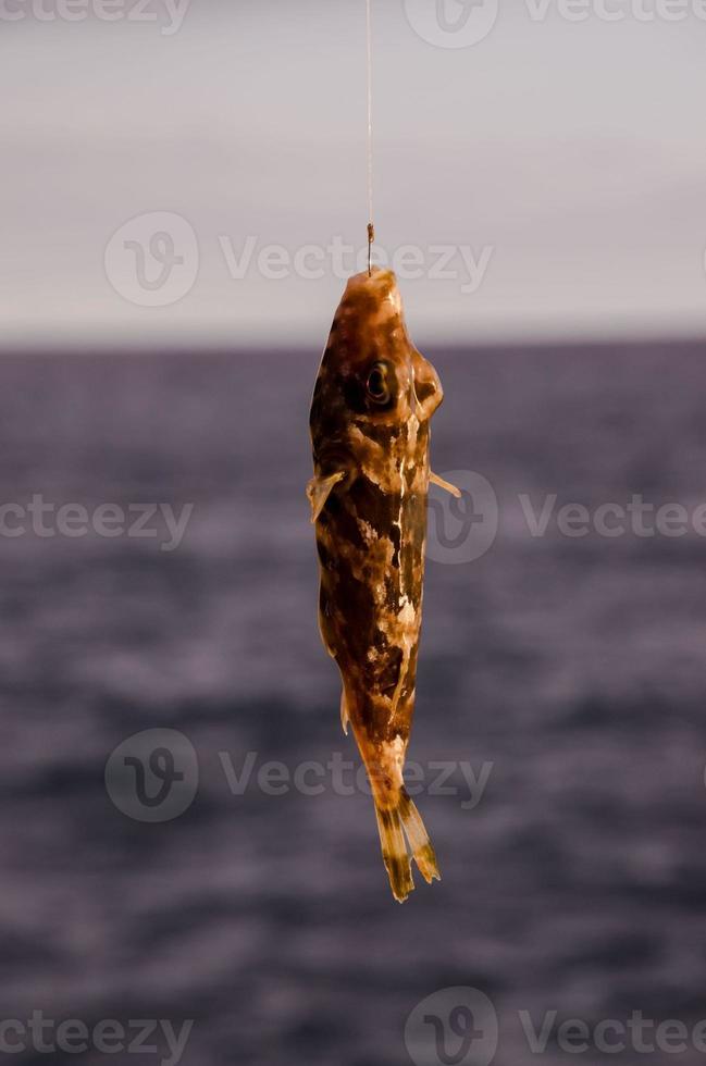 One Sea Fish Hooked photo