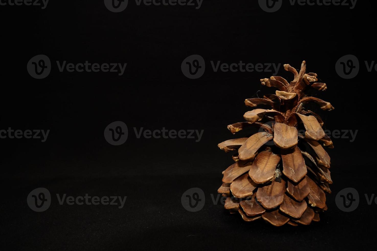 pine cone on black photo