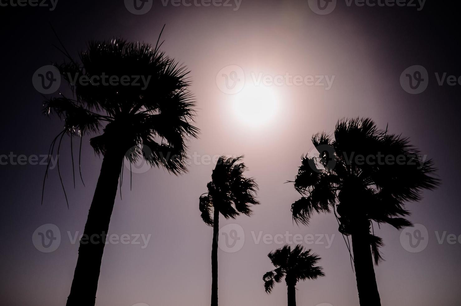 View with palm trees photo